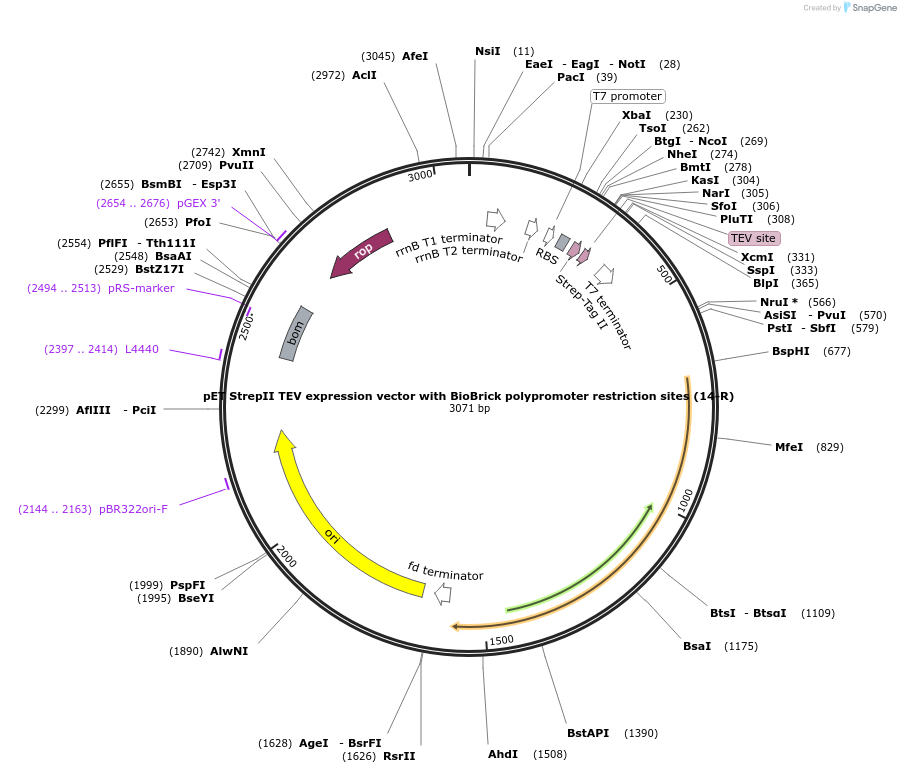 48312-plasmid-map-sequence-id-69794