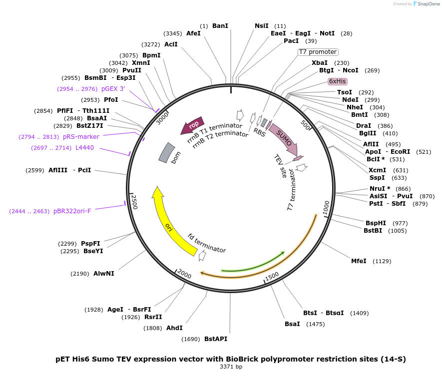 48313-plasmid-map-sequence-id-69795