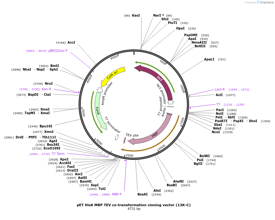 48317-plasmid-map-sequence-id-69799