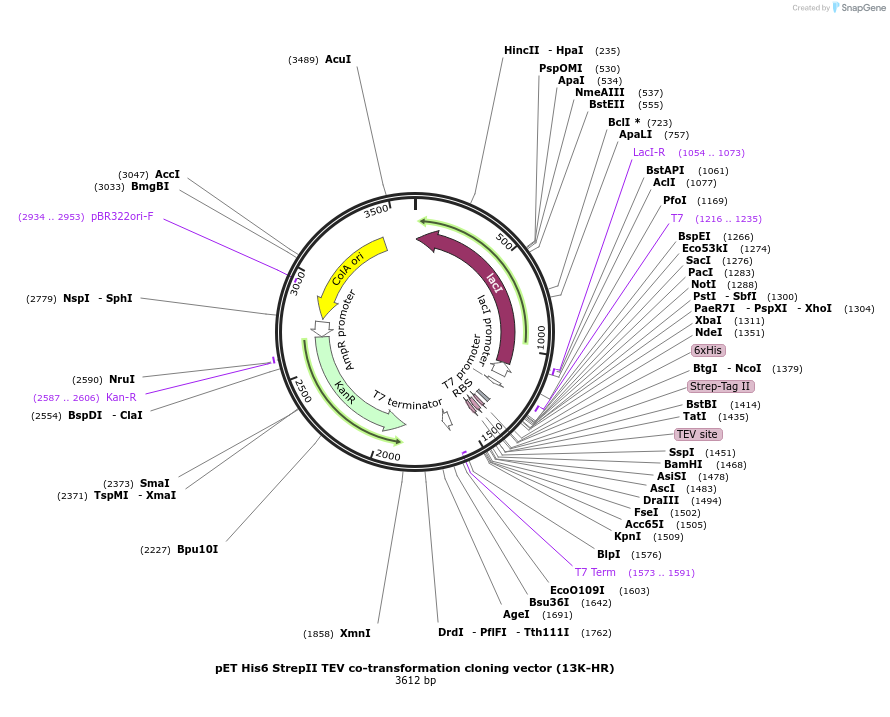 48318-plasmid-map-sequence-id-69800