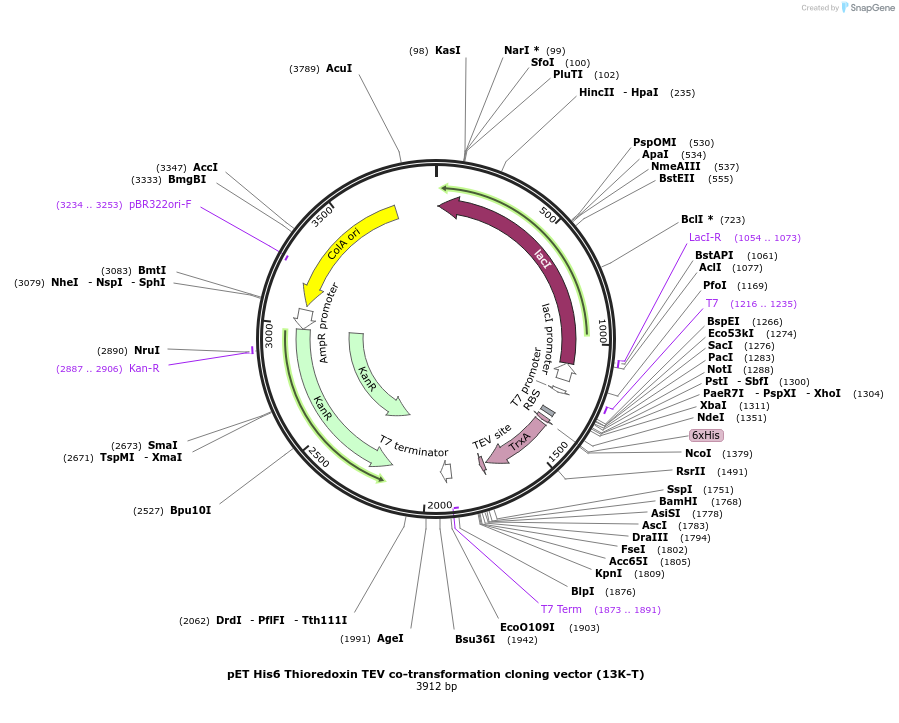48322-plasmid-map-sequence-id-69804