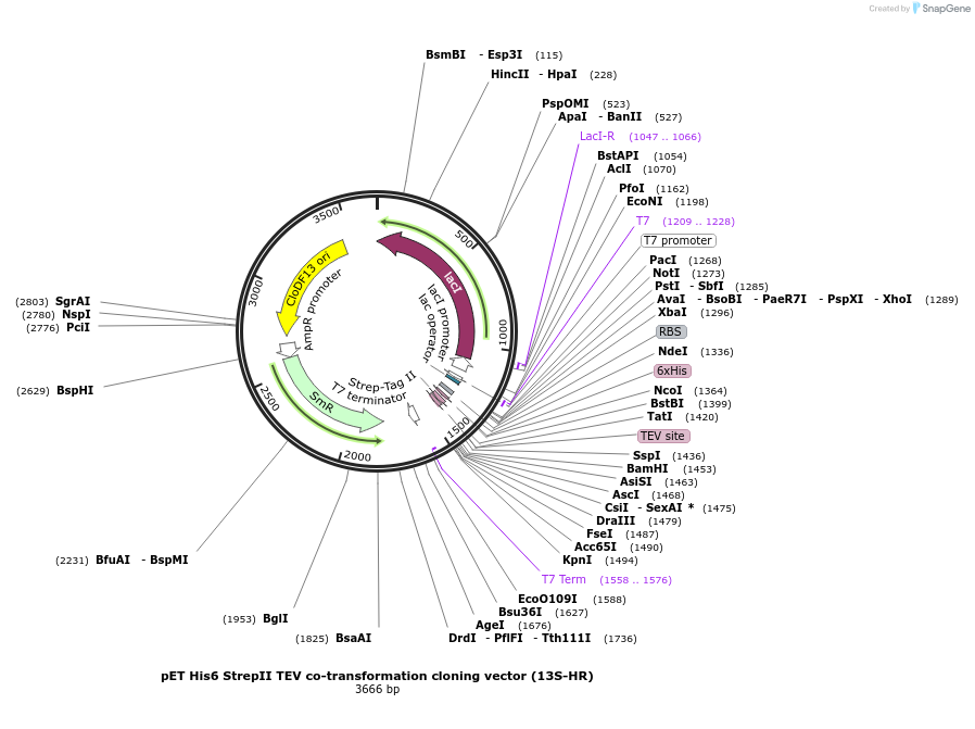 48326-plasmid-map-sequence-id-69808