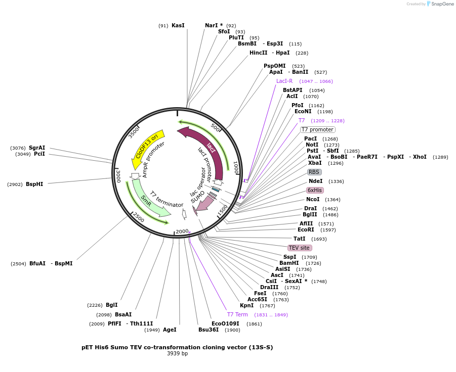 48329-plasmid-map-sequence-id-69811