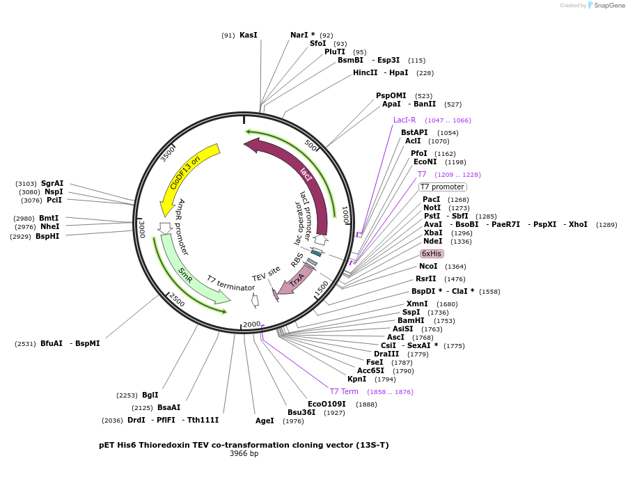 48330-plasmid-map-sequence-id-69812