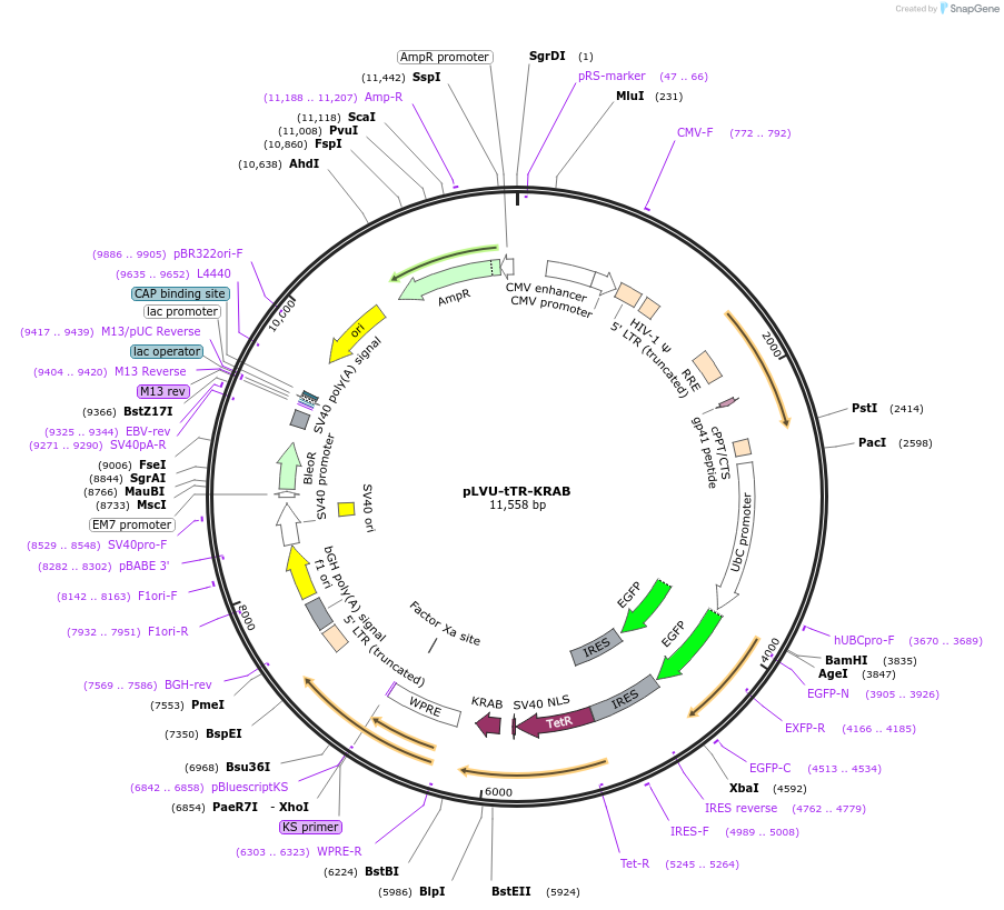 11645-plasmid-map-sequence-id-6991