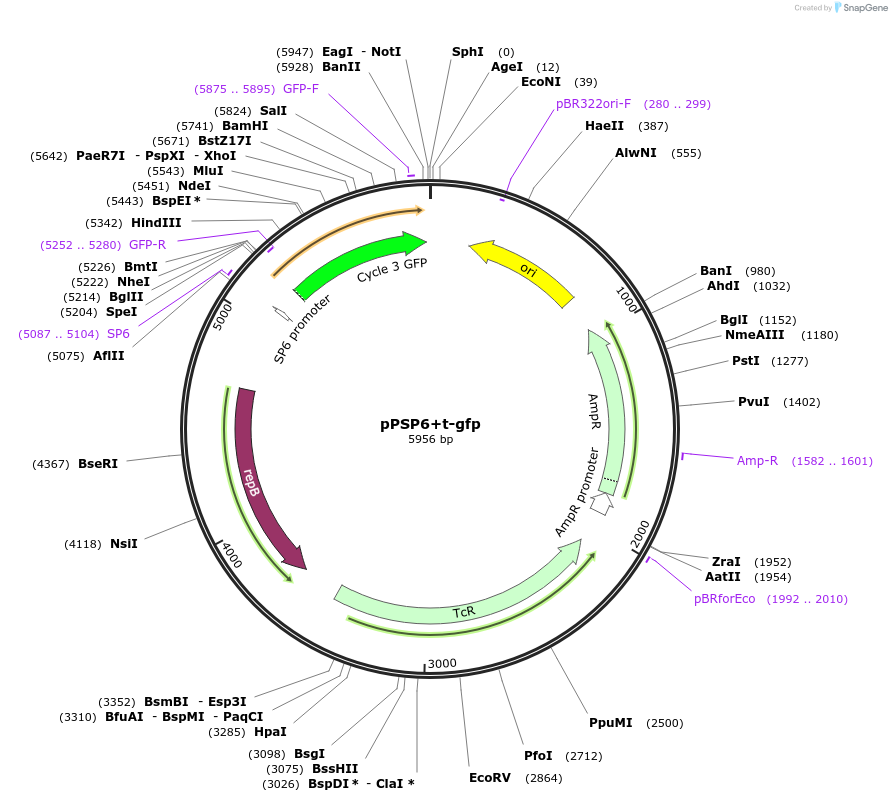48130-plasmid-map-sequence-id-69912