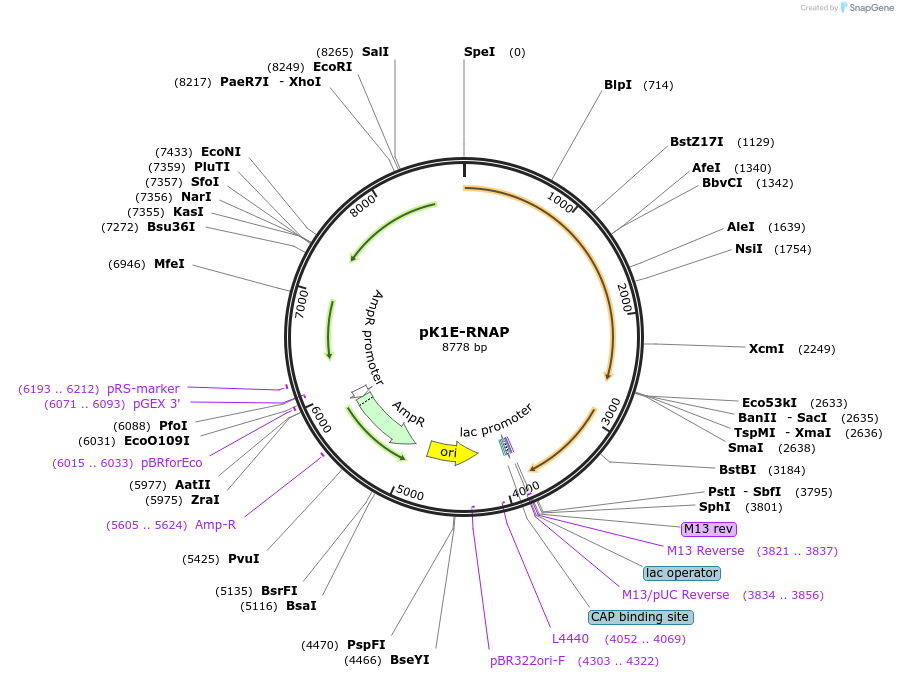 48144-plasmid-map-sequence-id-69927