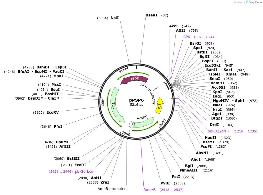 48150-plasmid-map-sequence-id-69937