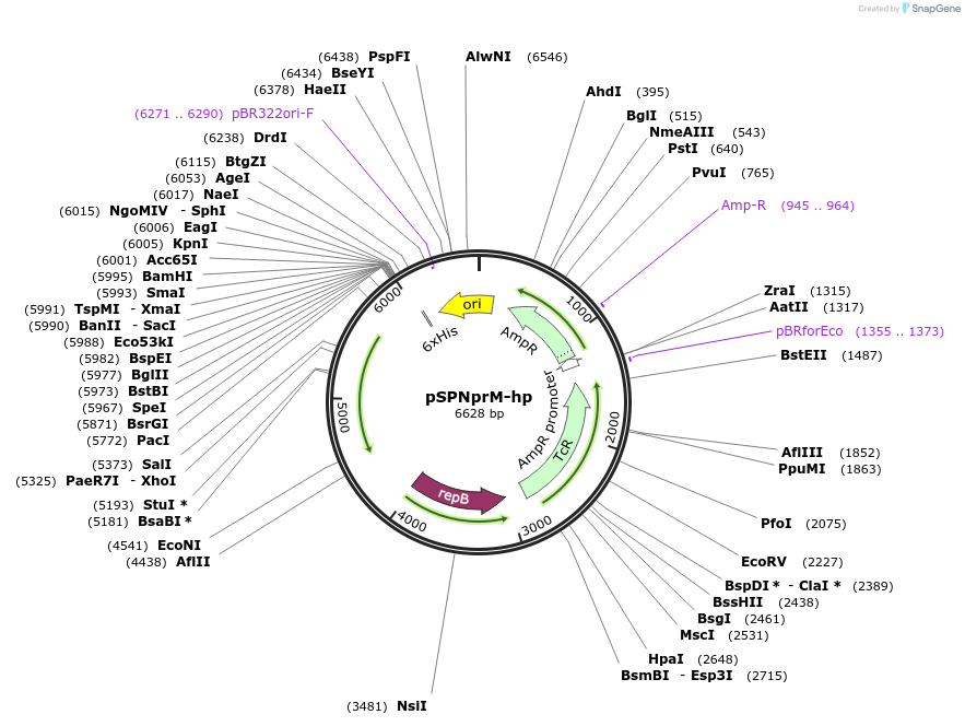 48120-plasmid-map-sequence-id-69946