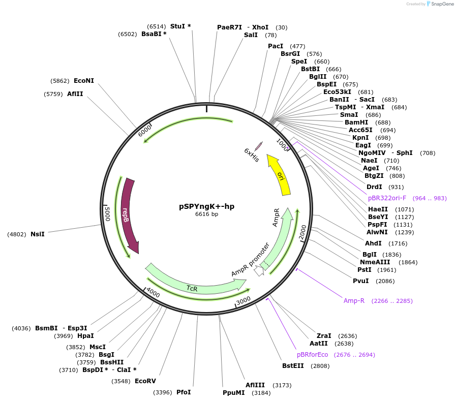 48121-plasmid-map-sequence-id-69947