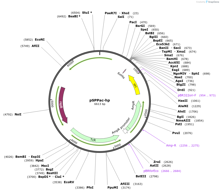48123-plasmid-map-sequence-id-69950