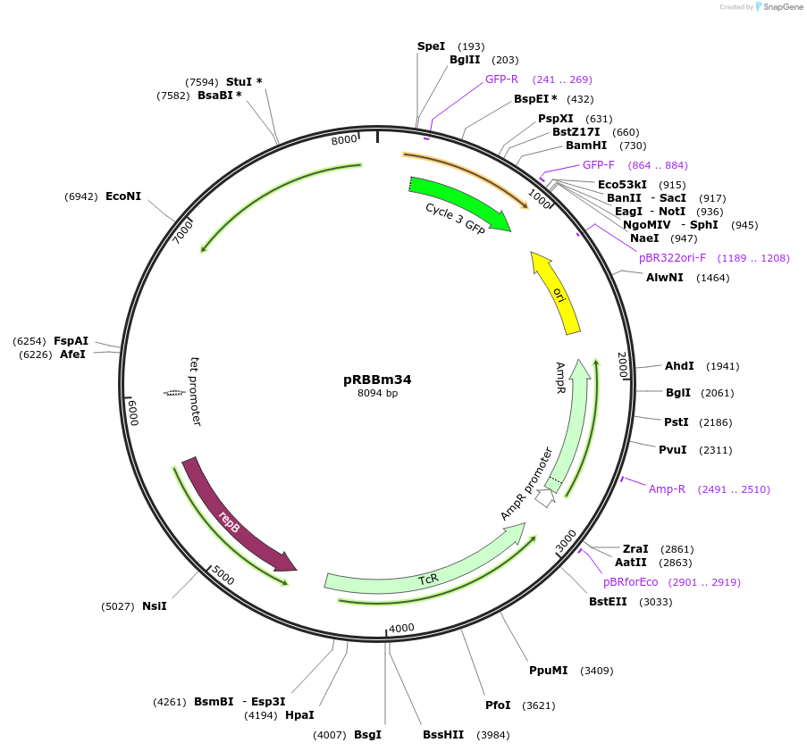 48114-plasmid-map-sequence-id-69951