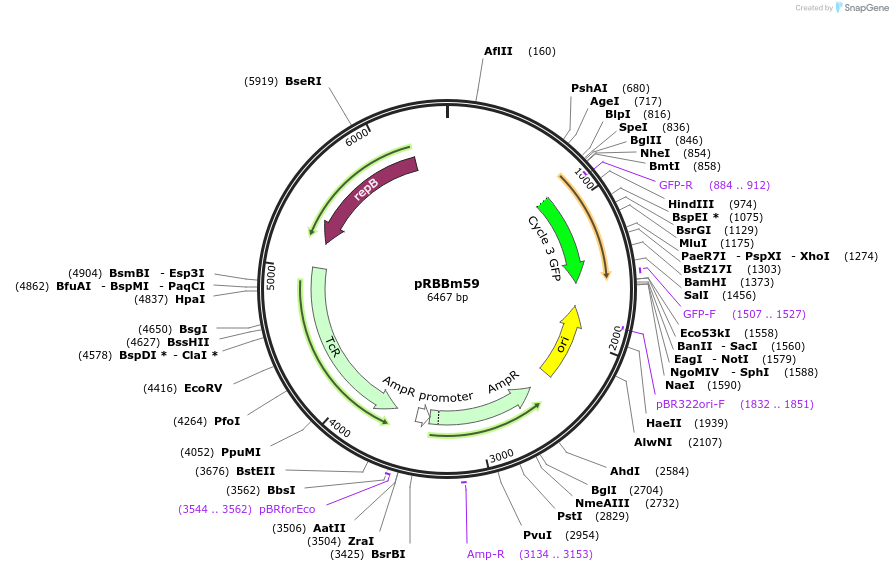 48115-plasmid-map-sequence-id-69952