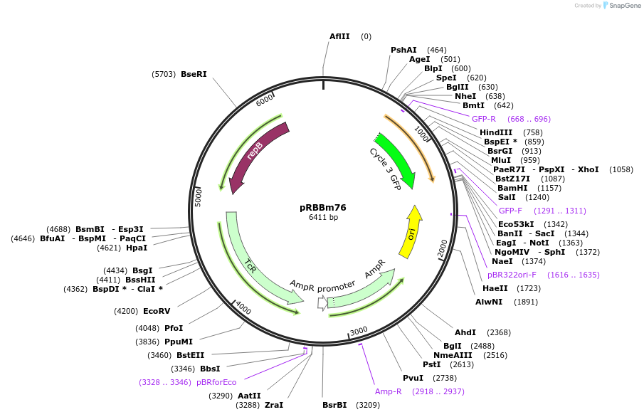 48117-plasmid-map-sequence-id-69955