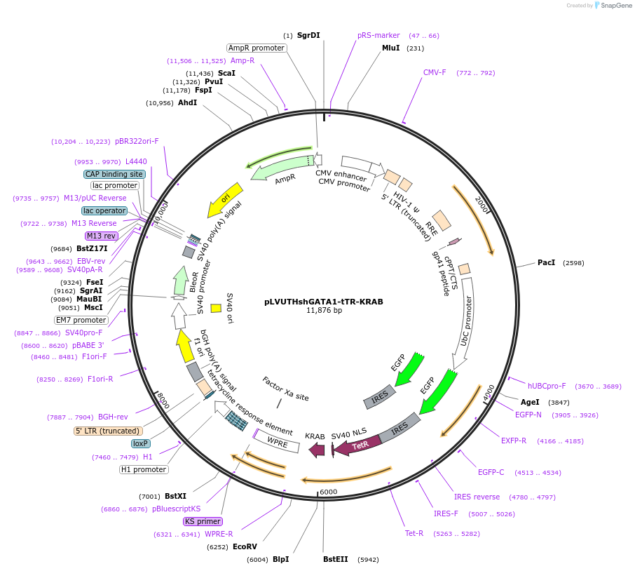 11650-plasmid-map-sequence-id-6996