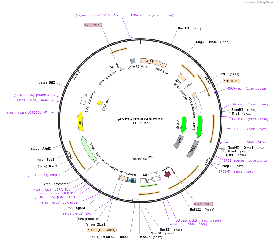 11652-plasmid-map-sequence-id-6998
