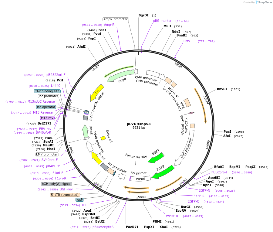11653-plasmid-map-sequence-id-6999