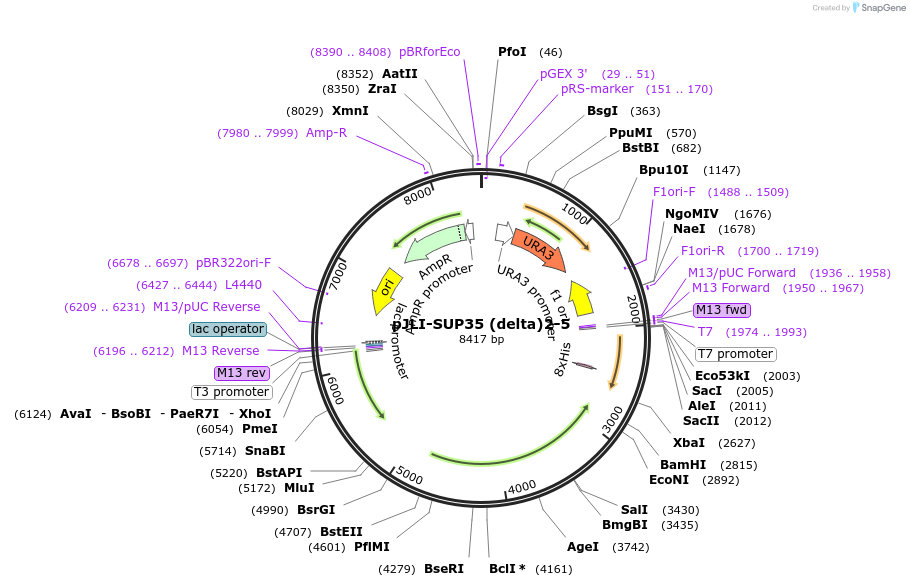 1138-plasmid-map-sequence-id-7