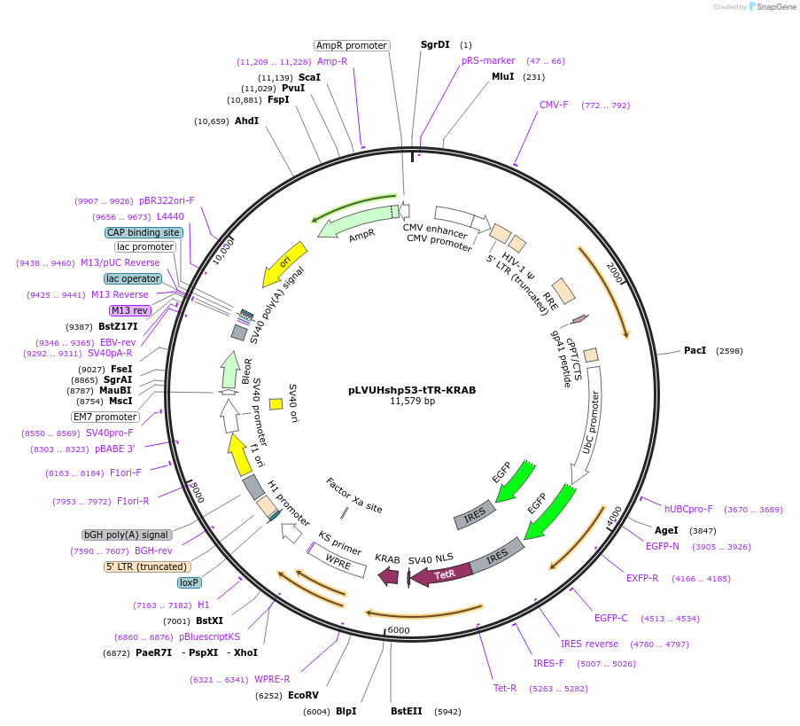 11654-plasmid-map-sequence-id-7000