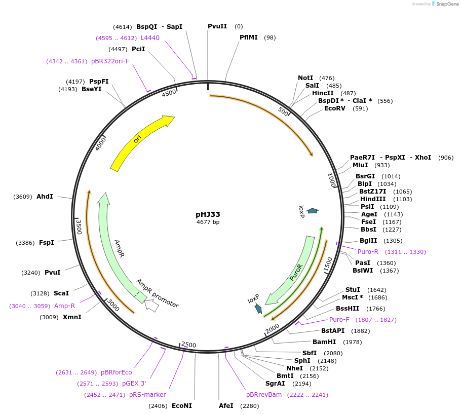 48362-plasmid-map-sequence-id-70053