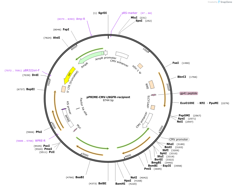 11660-plasmid-map-sequence-id-7006