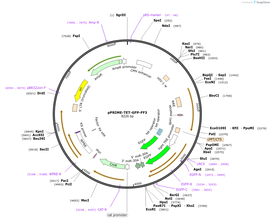 11662-plasmid-map-sequence-id-7008
