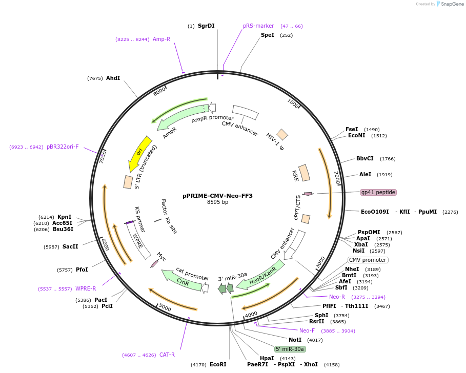 11665-plasmid-map-sequence-id-7011