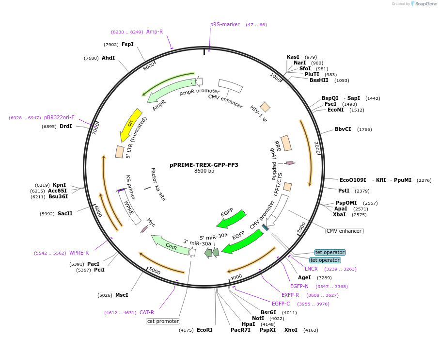 11667-plasmid-map-sequence-id-7013