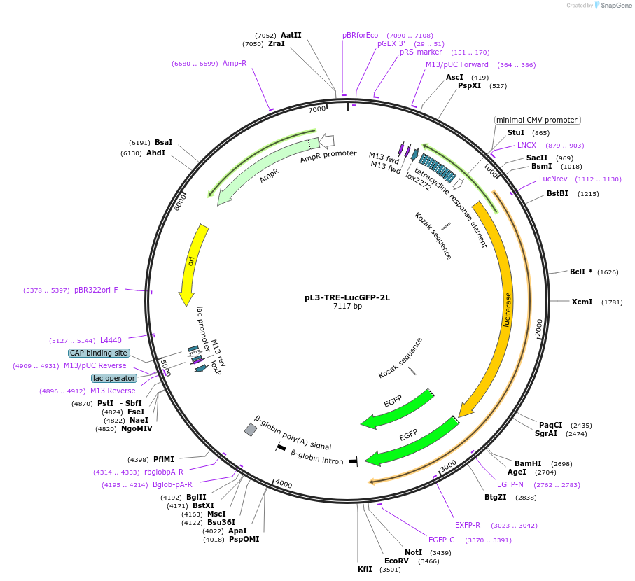 11685-plasmid-map-sequence-id-7020