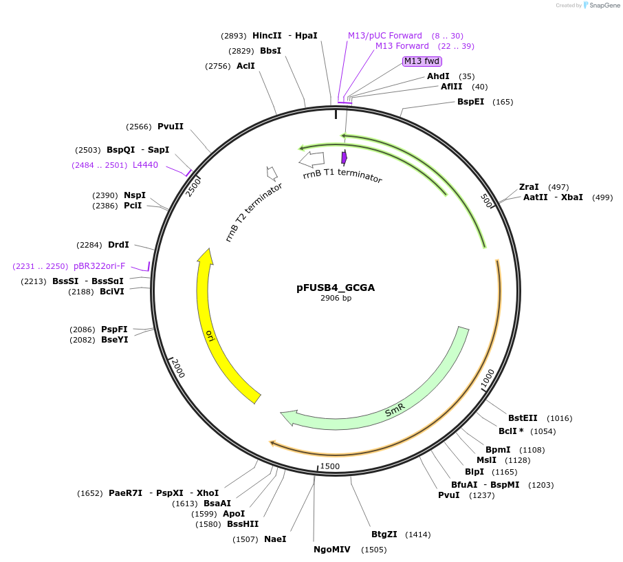 48520-plasmid-map-sequence-id-70220