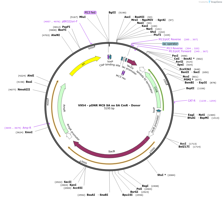 11697-plasmid-map-sequence-id-7029