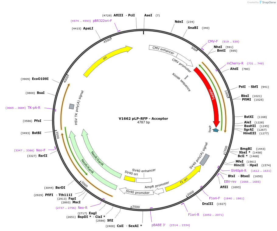 11700-plasmid-map-sequence-id-7032