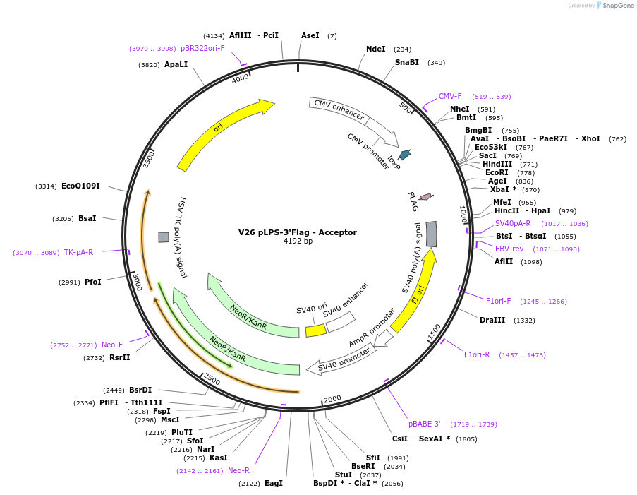 11704-plasmid-map-sequence-id-7036