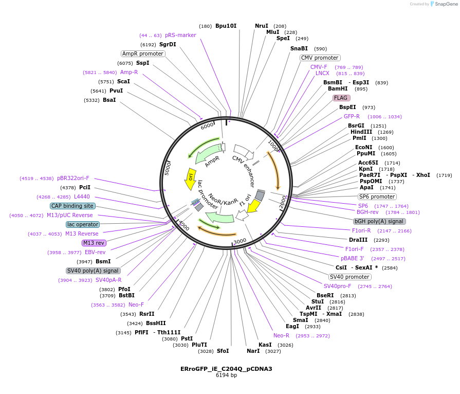 48629-plasmid-map-sequence-id-70377