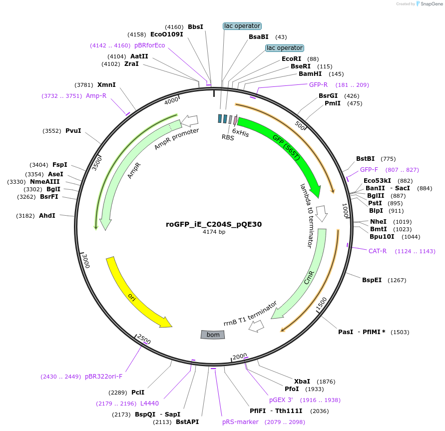48632-plasmid-map-sequence-id-70381