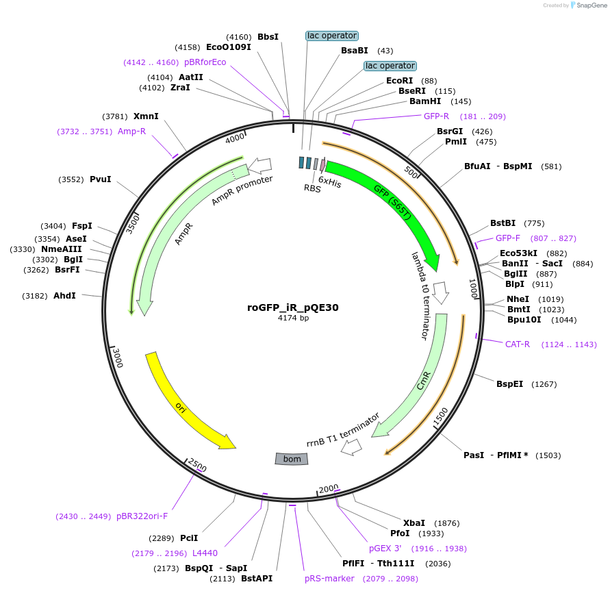48634-plasmid-map-sequence-id-70383