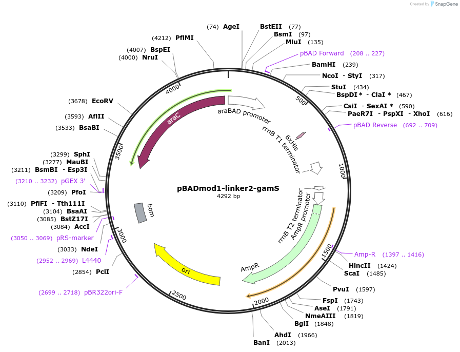 45833-plasmid-map-sequence-id-70396