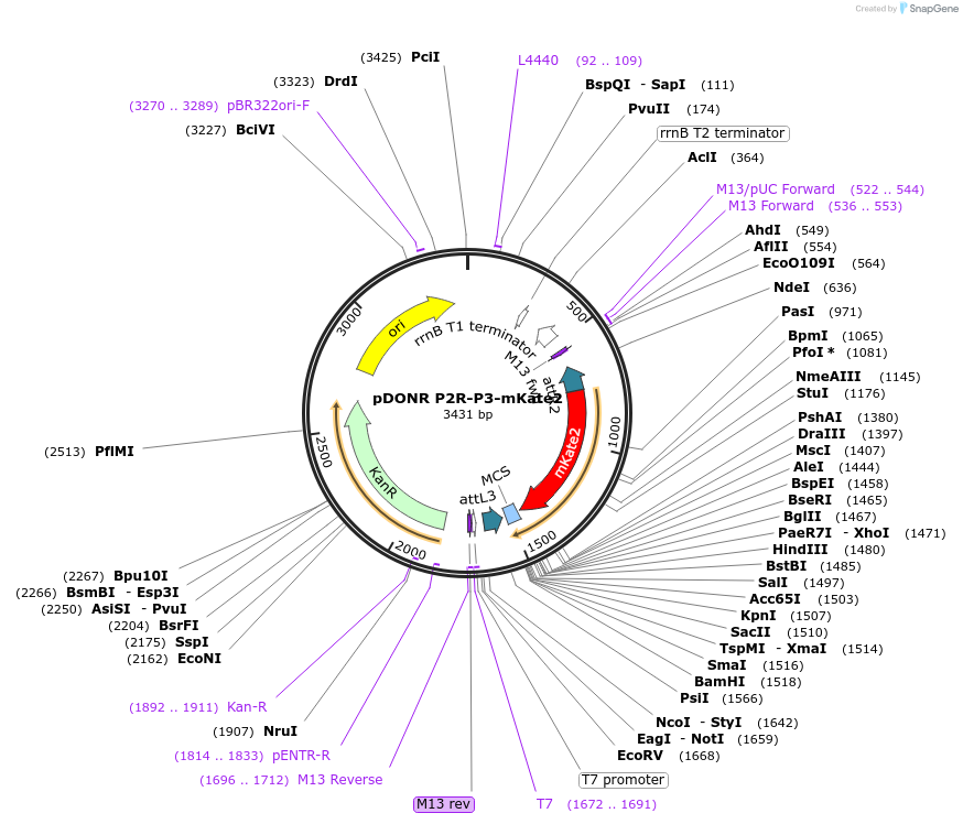 48345-plasmid-map-sequence-id-70403