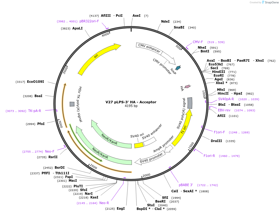 11711-plasmid-map-sequence-id-7043