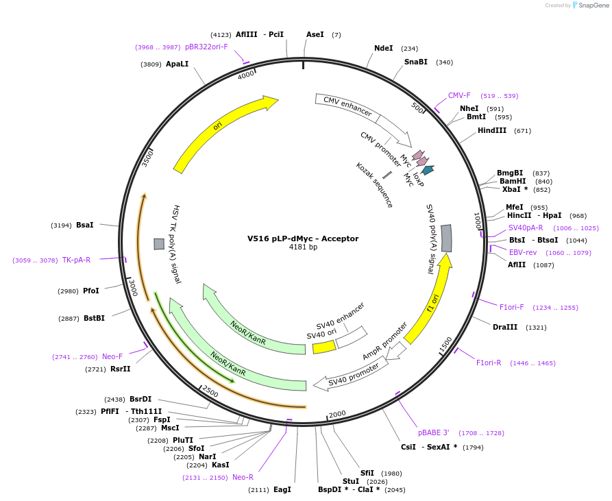 11712-plasmid-map-sequence-id-7044