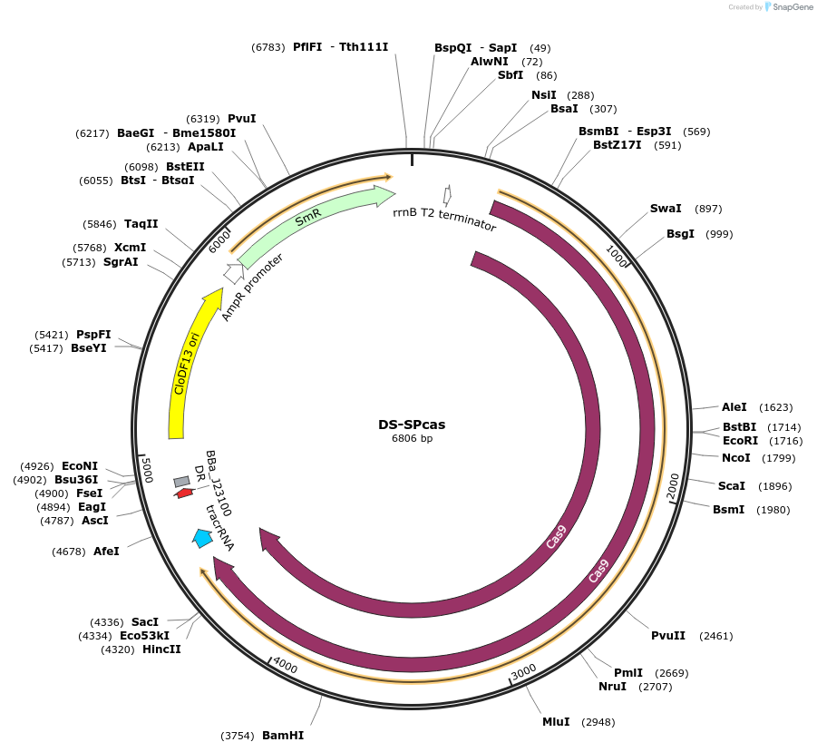 48645-plasmid-map-sequence-id-70445