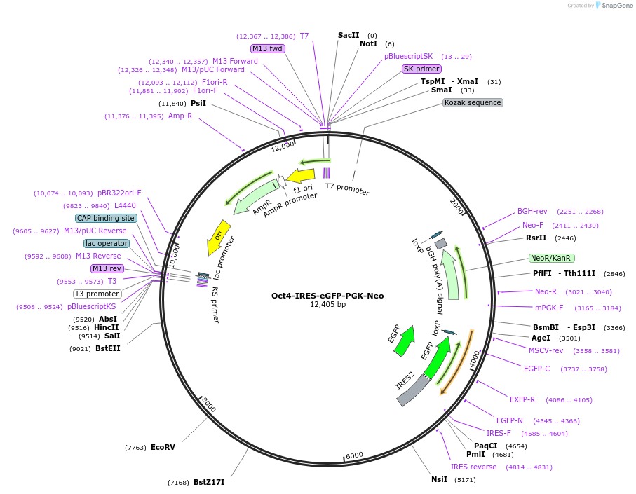 48681-plasmid-map-sequence-id-70449
