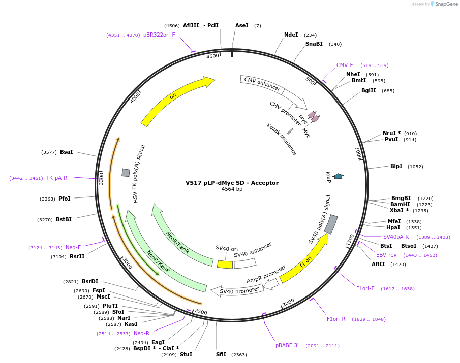 11713-plasmid-map-sequence-id-7045