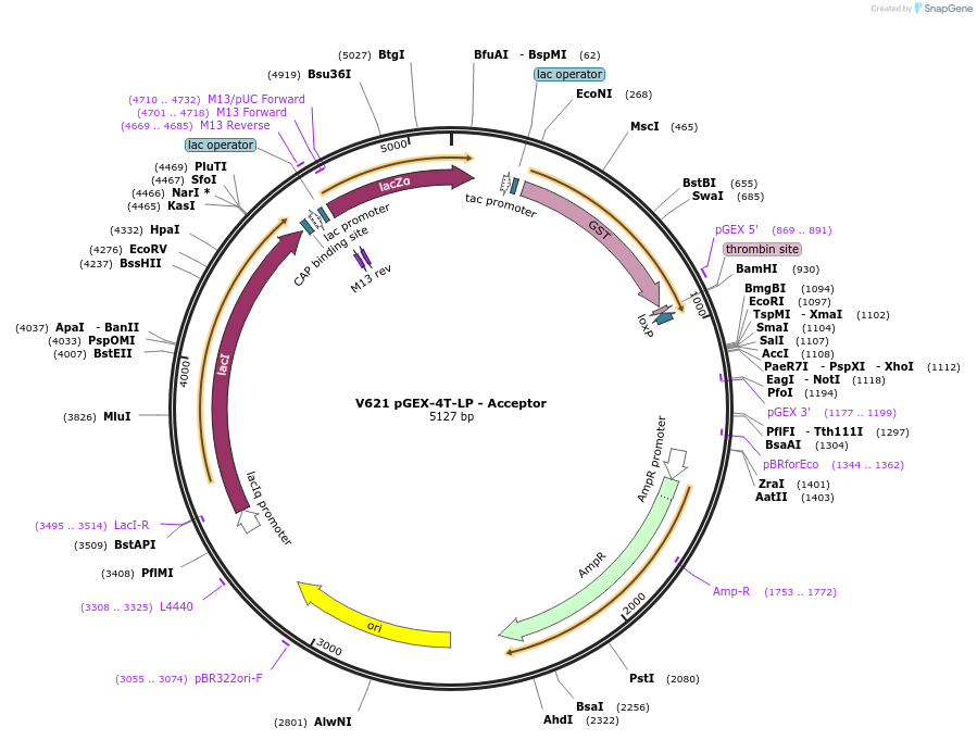 11715-plasmid-map-sequence-id-7047