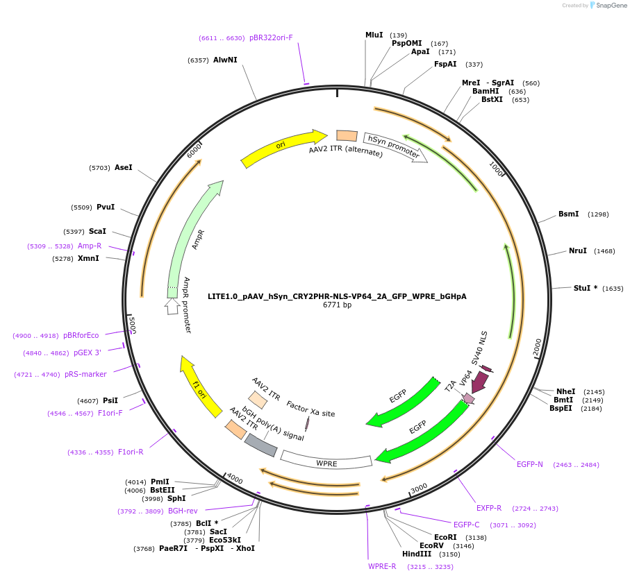 48253-plasmid-map-sequence-id-70481
