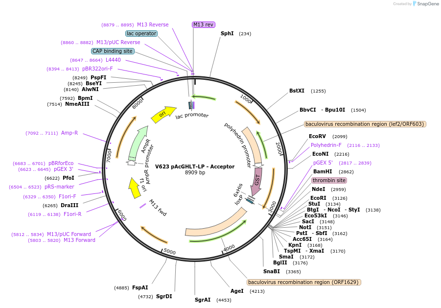 11717-plasmid-map-sequence-id-7049