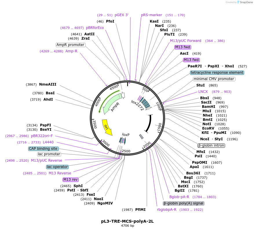 11719-plasmid-map-sequence-id-7051