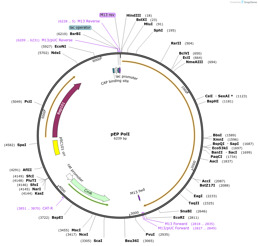 11722-plasmid-map-sequence-id-7053