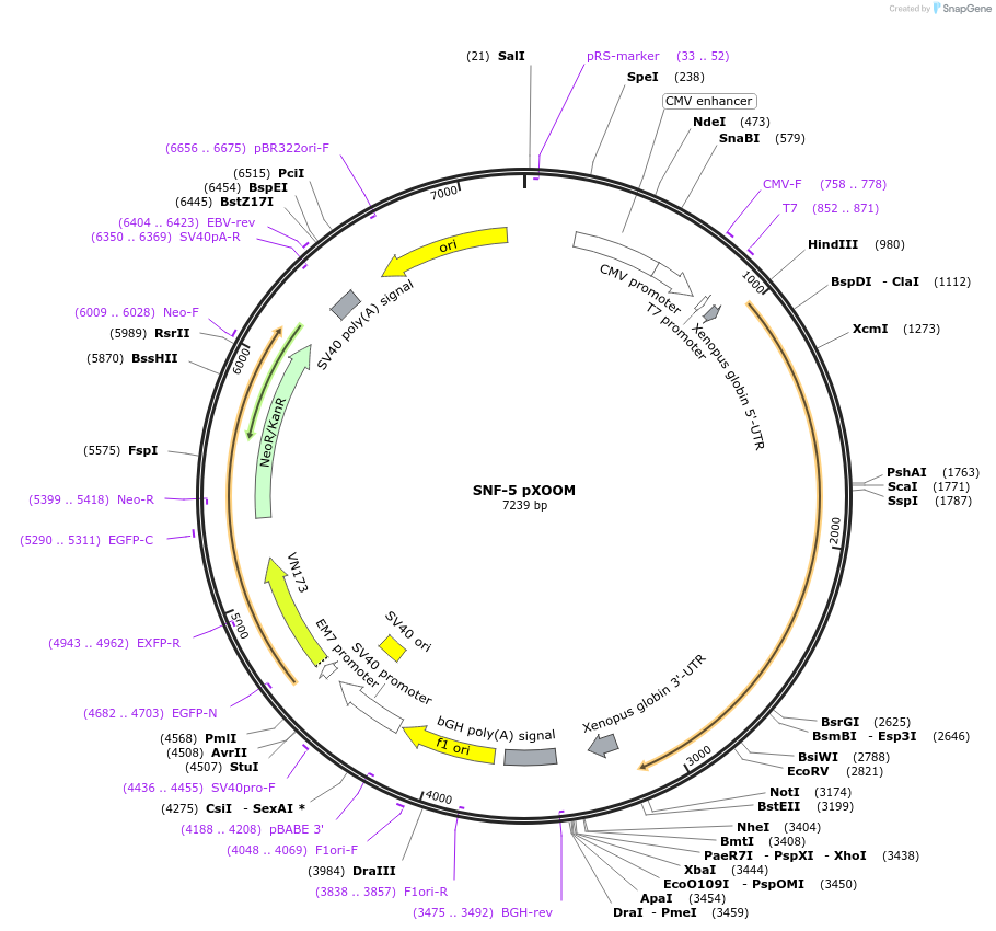 48697-plasmid-map-sequence-id-70533