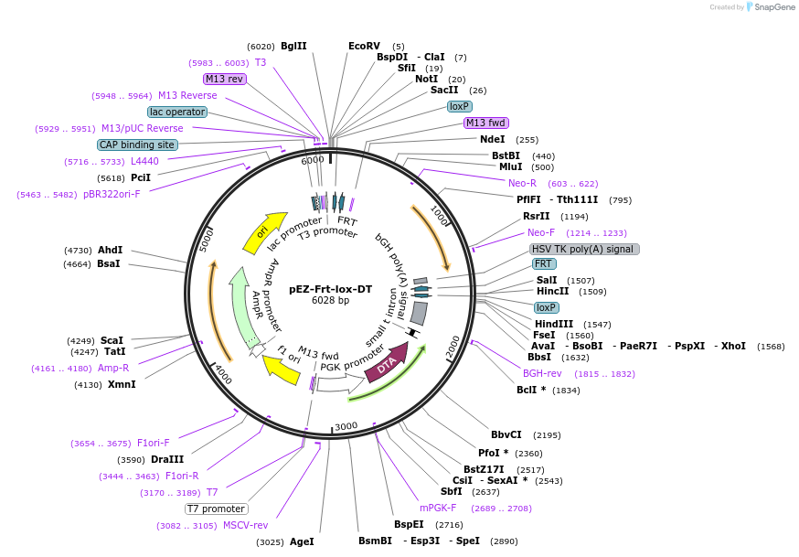 11736-plasmid-map-sequence-id-7056
